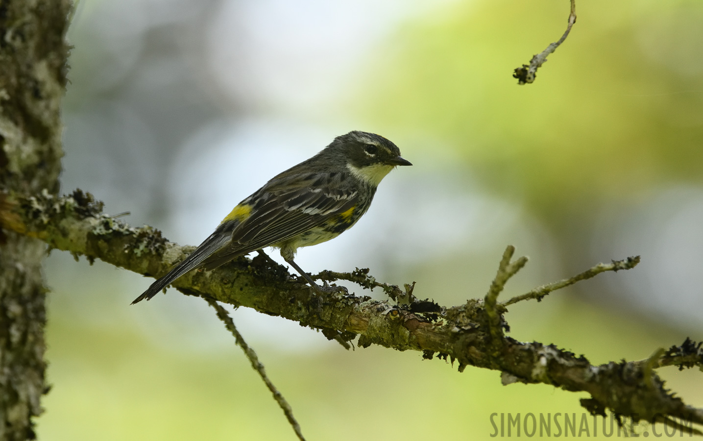 Setophaga coronata coronata [400 mm, 1/500 Sek. bei f / 8.0, ISO 1600]